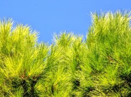 Conifere nane 1114 0 Conifere nane